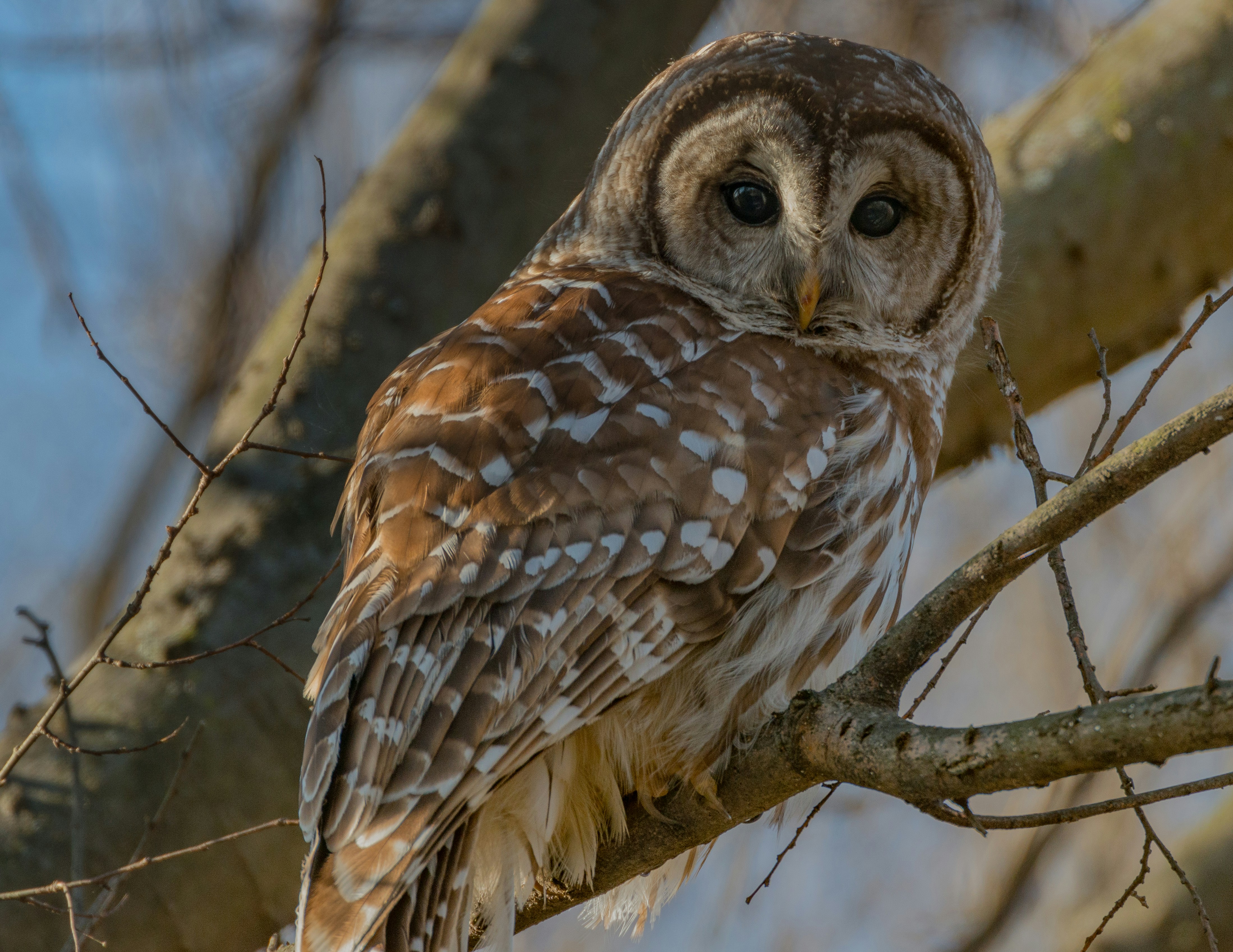 Meet Mellow the Owl
